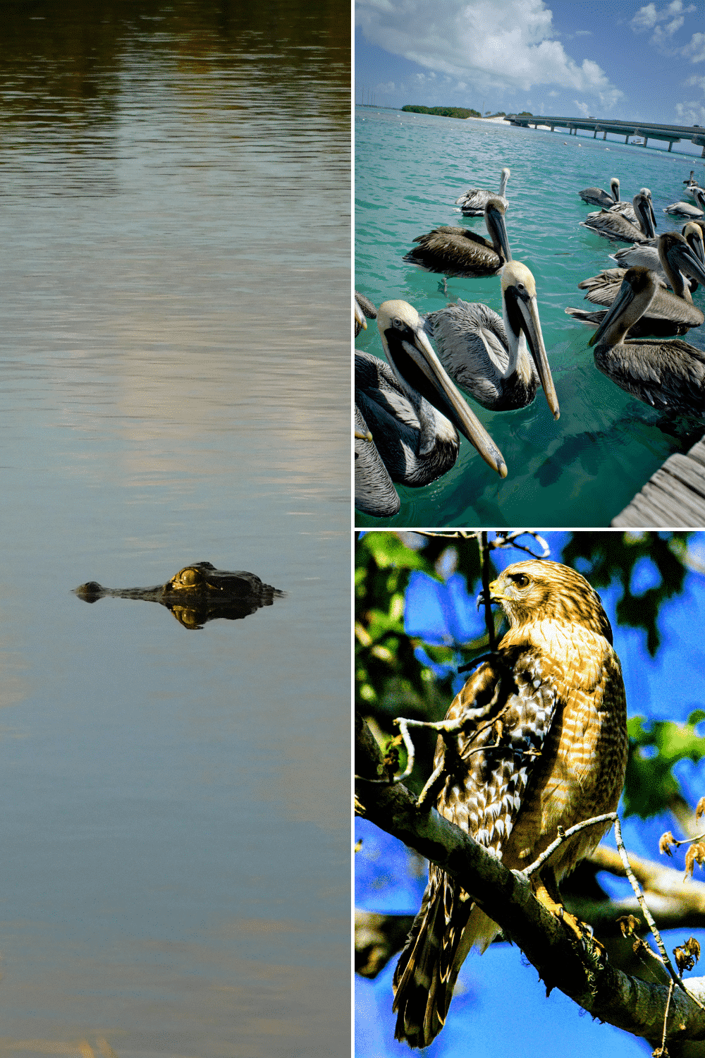 Florida photography locations with alligators and birds
