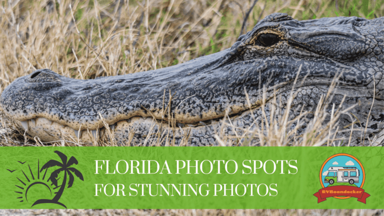 6 Orlando Photo Spots for Stunning Wildlife Photos